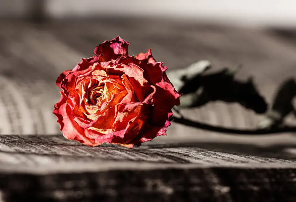 A wilted rose symbolizing lost love and regret.