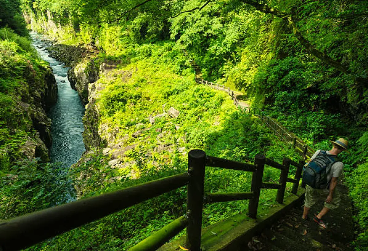  A calm stream winding through a dense forest, representing quiet reflection