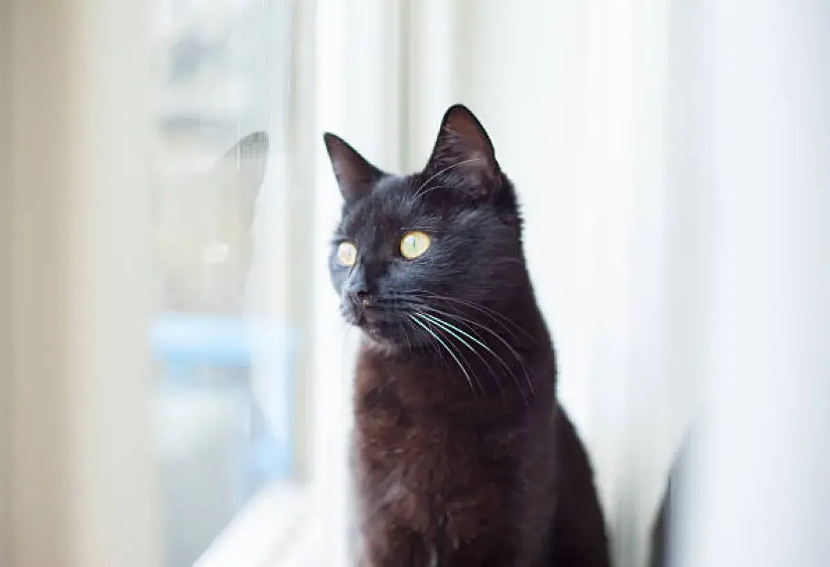 A black cat symbolizing luck and protection