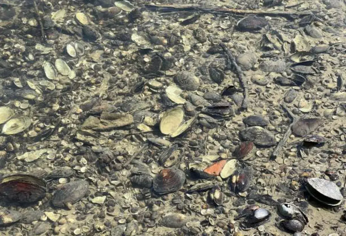Little neck clams filtering seawater to maintain ecosystem health