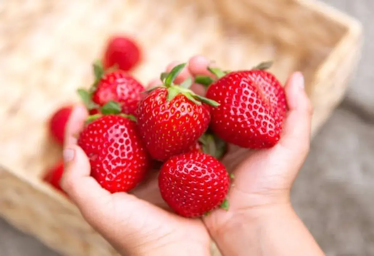 Fresh Strawberries High in Vitamin C