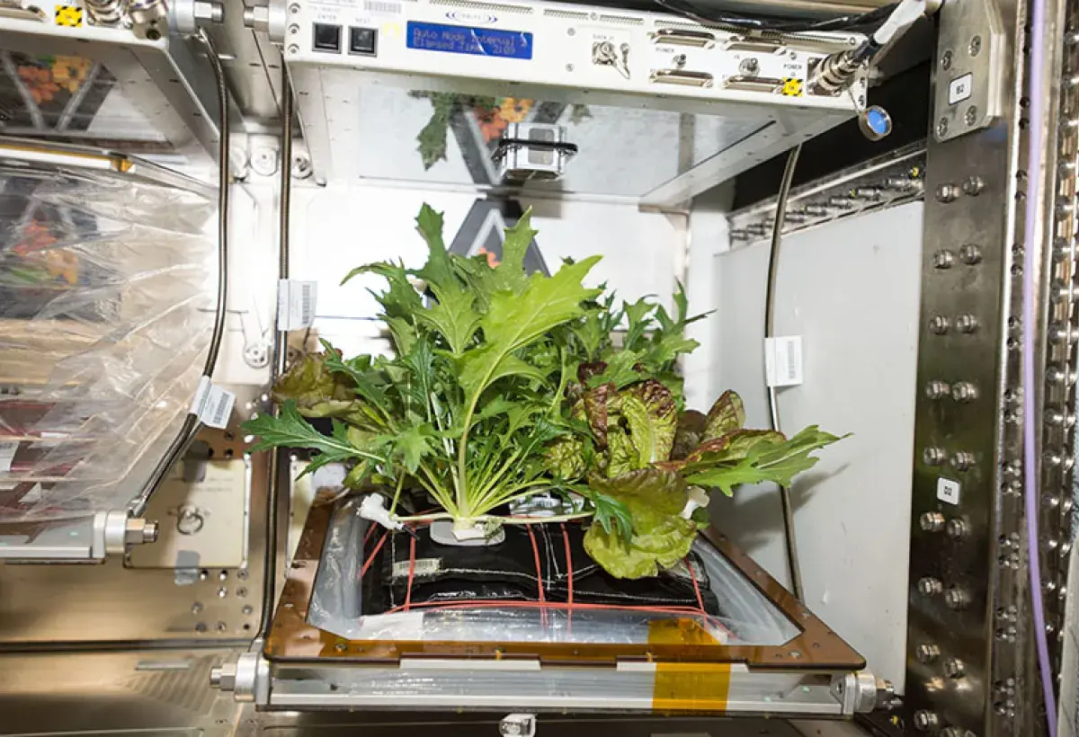 NASA Astronauts Growing Lettuce on the International Space Station