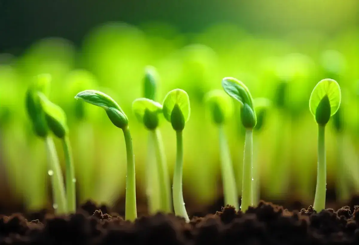 Close-up of fresh green bean sprouts