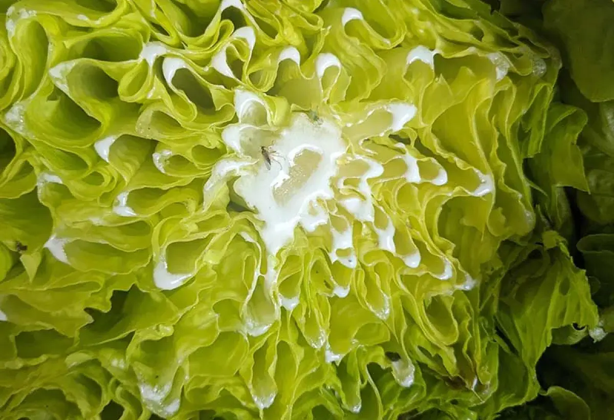 Milky Sap from a Freshly Cut Lettuce Stem
