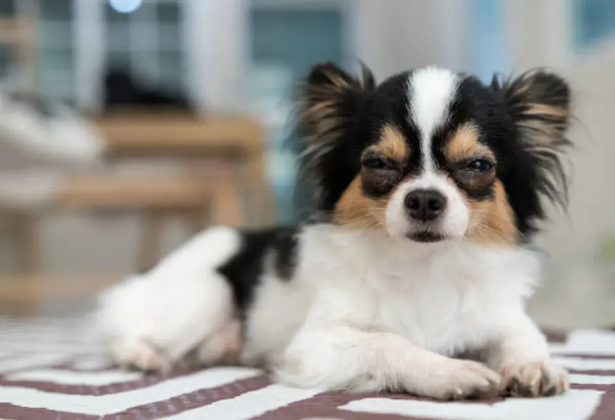 Long haired Chihuahua resting comfortably at home