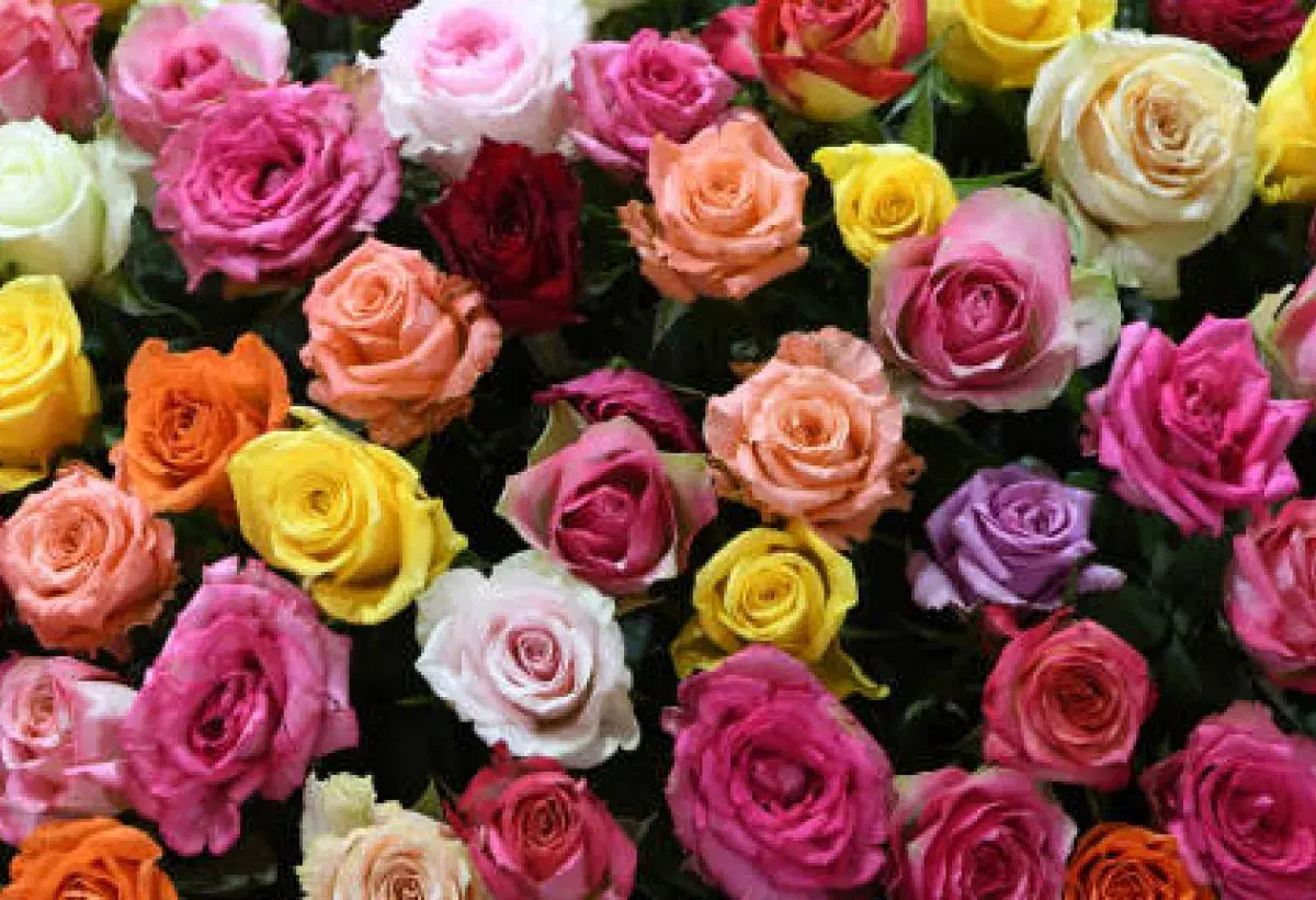 Roses displaying a wide spectrum of colors