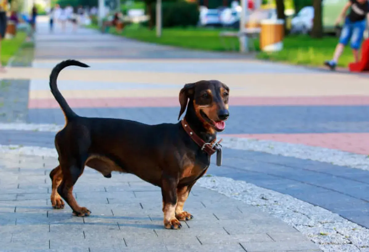 Dachshund walking confidently outdoors
