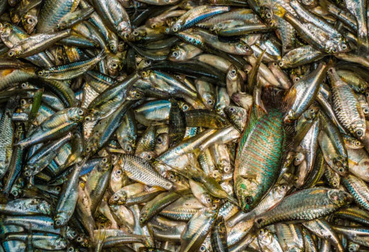 Various small fish species commonly labeled as sardines