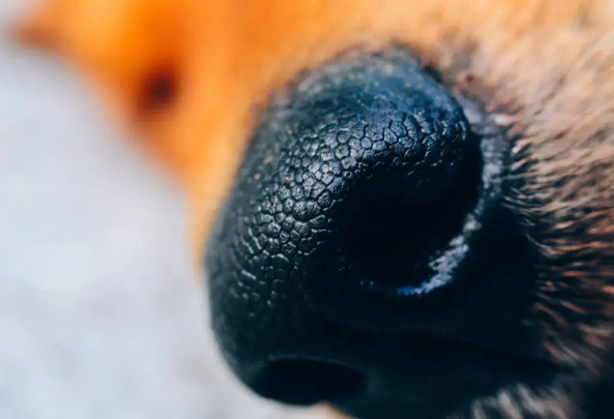 Close up of dog nose showing texture and pattern