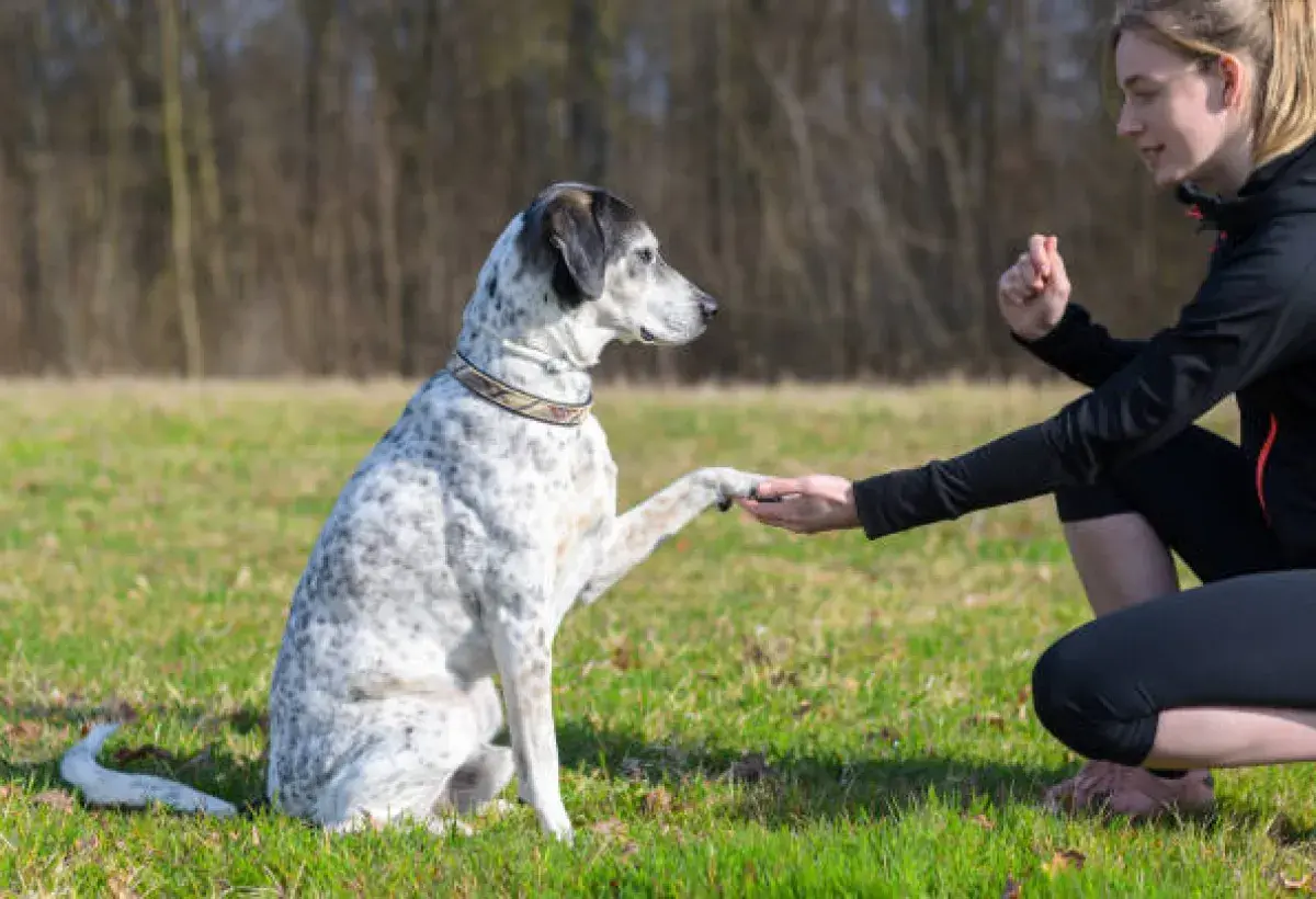Dog responding to hand signal during training session