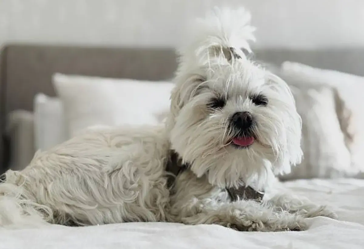 Maltese dog lounging peacefully
