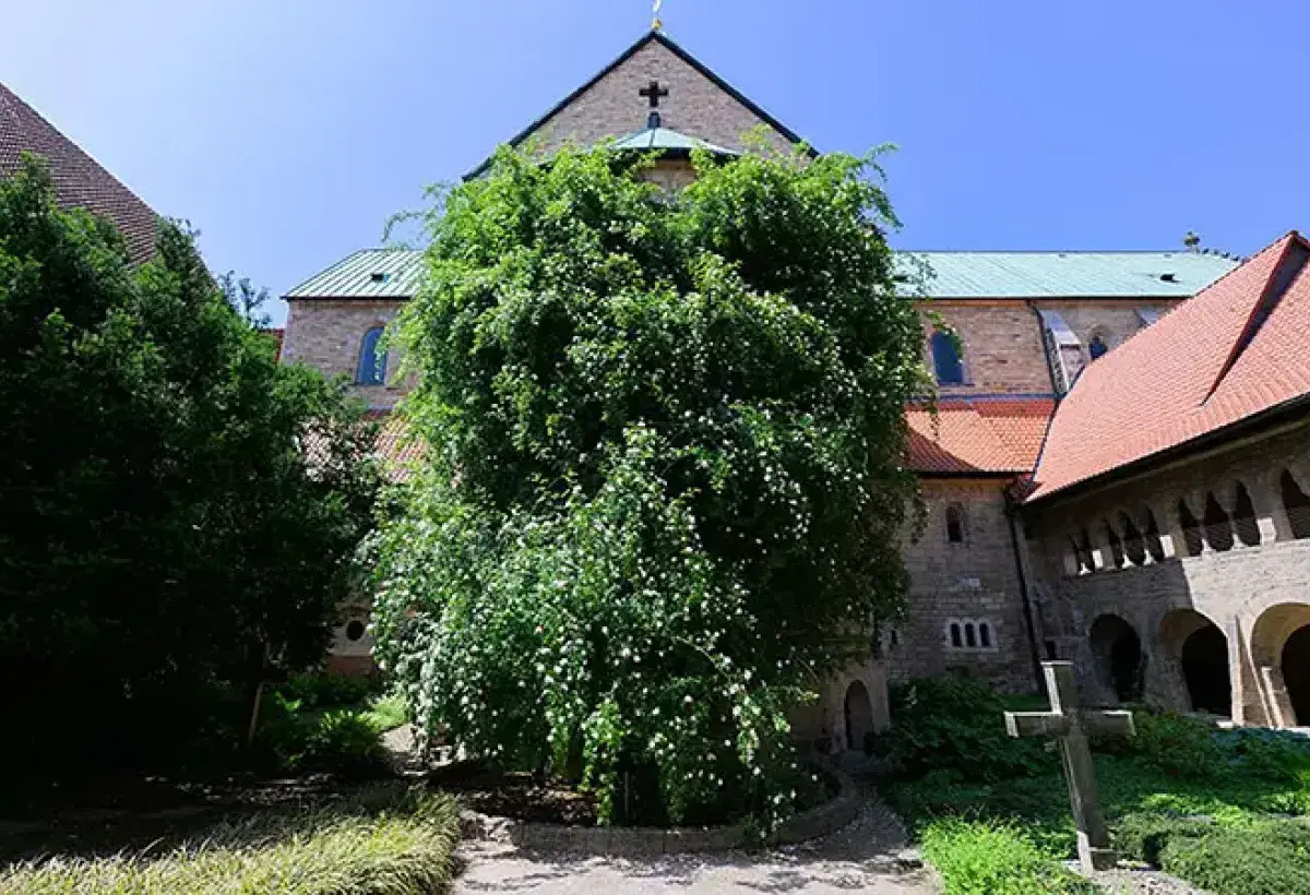 Oldest living rose bush growing on cathedral wall