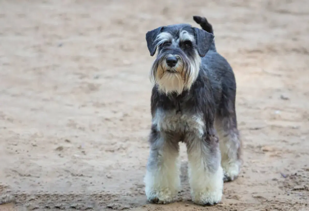 Miniature Schnauzer standing alert outdoors