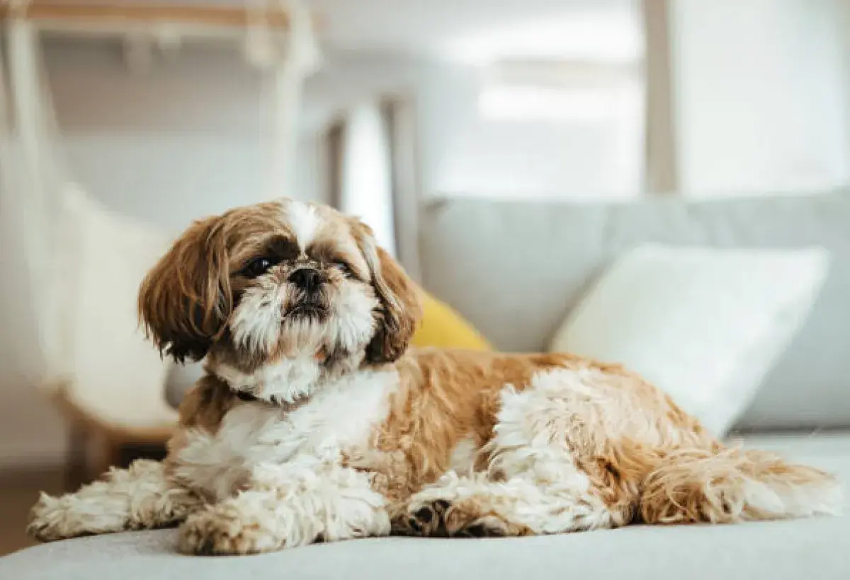 Shih Tzu resting calmly on a sofa