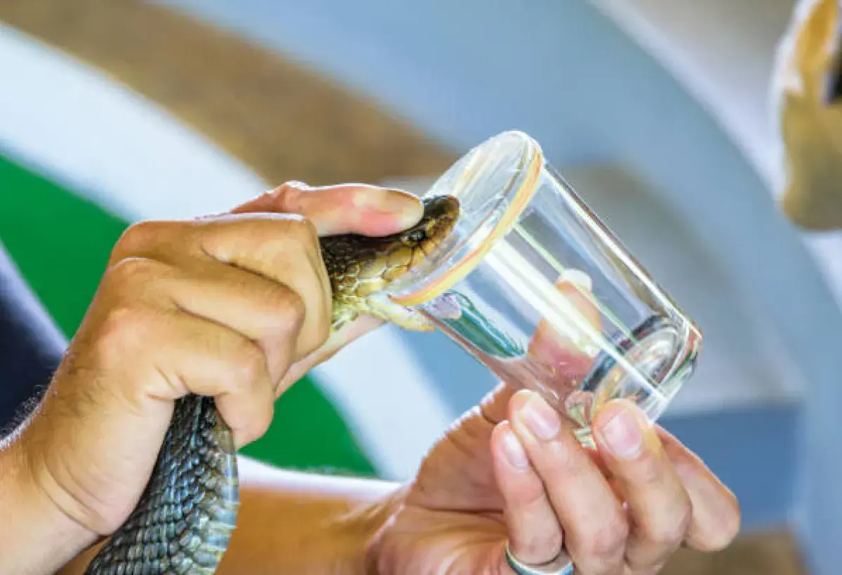 Venom extraction from a snake in a controlled lab