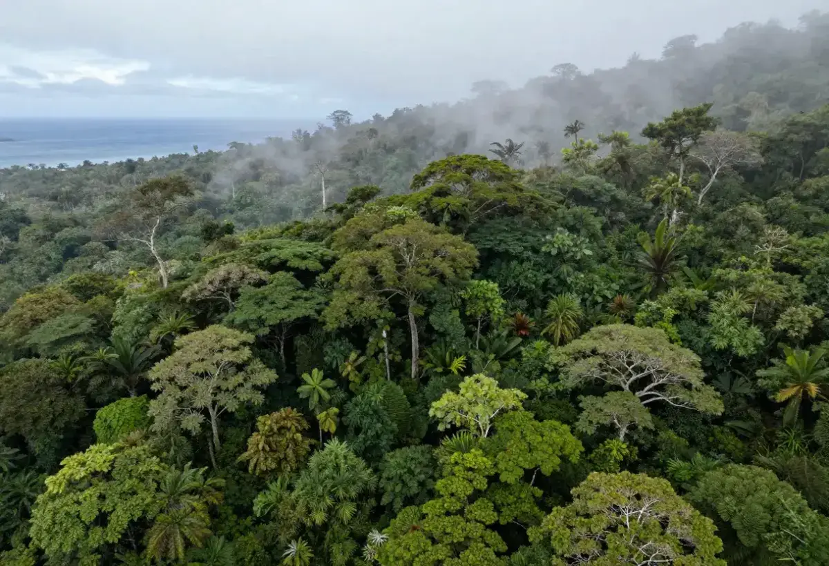 Cocos Island jungle rumored to hide the Treasure of Lima