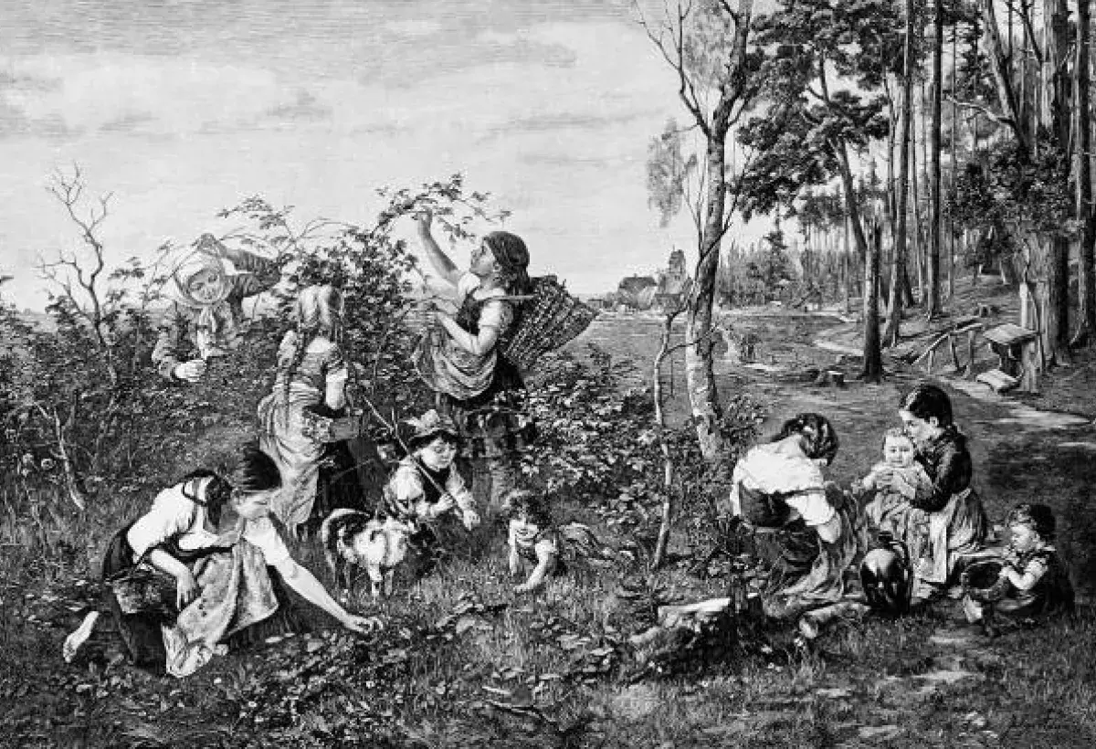 Early American settlers foraging pawpaw fruit in woodland