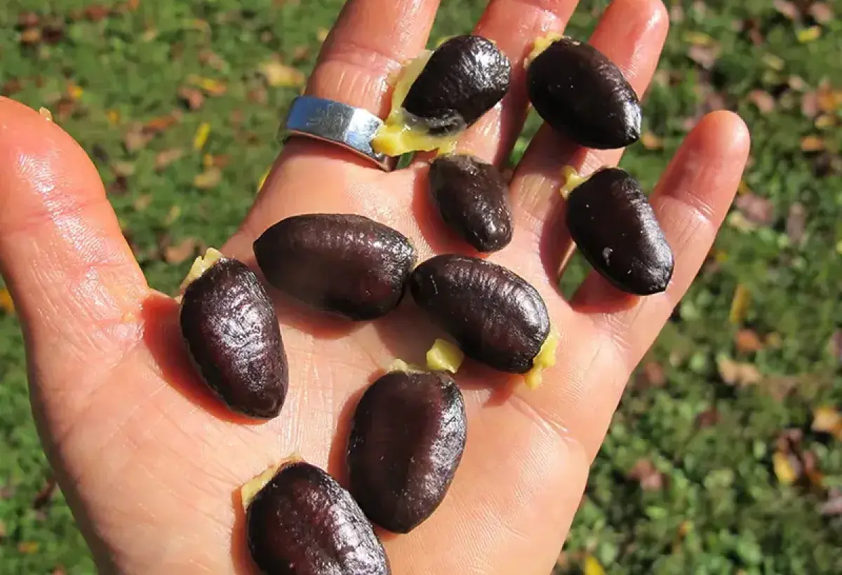 Large inedible pawpaw seeds removed from fruit