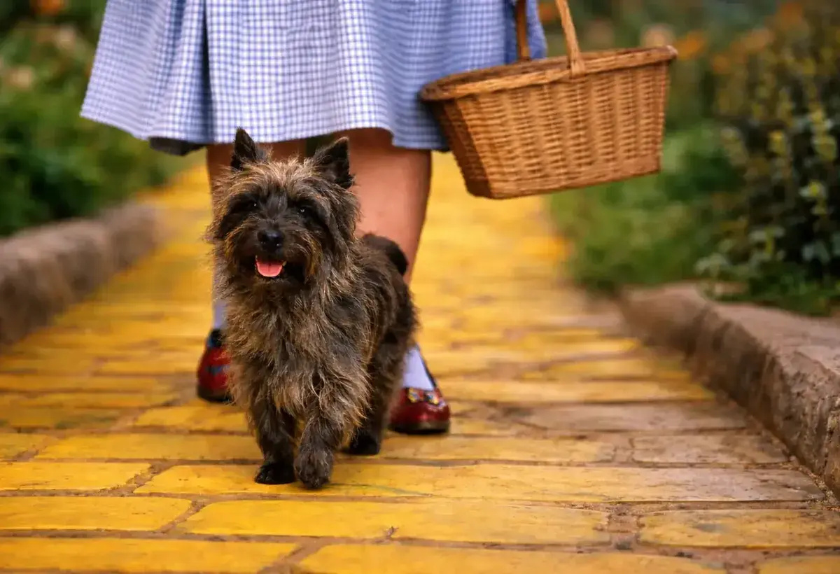 Toto in The Wizard of Oz walking beside Dorothy