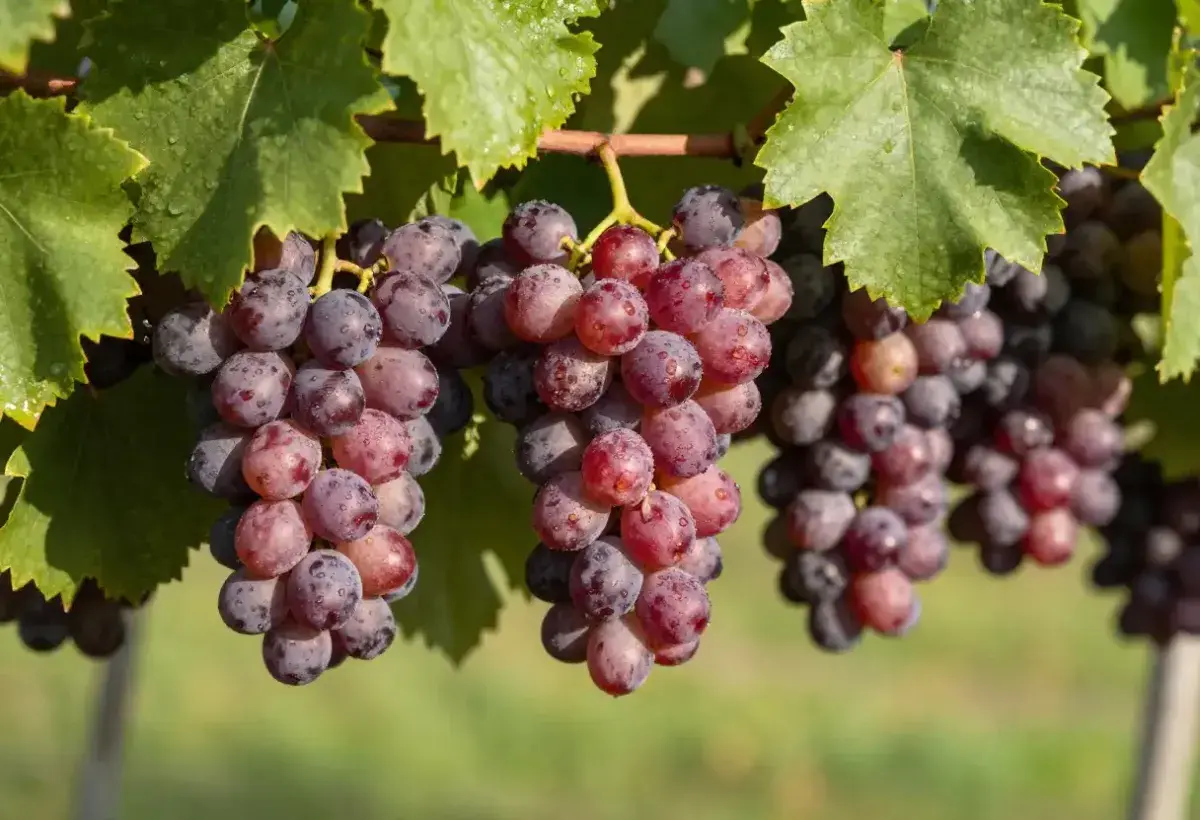 red and purple grapes on vine