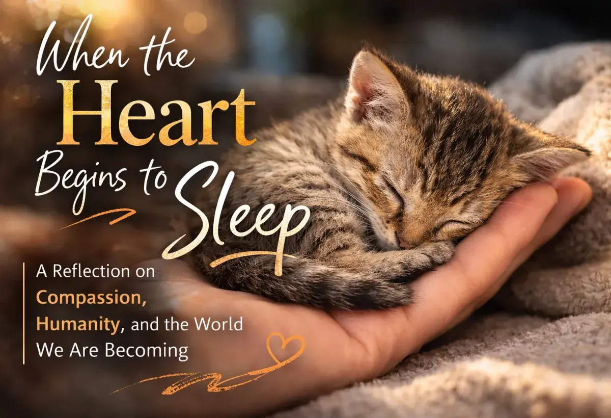 kitten -closing photo