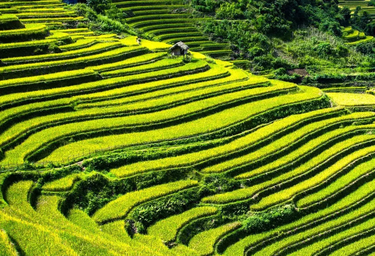 rice terraces