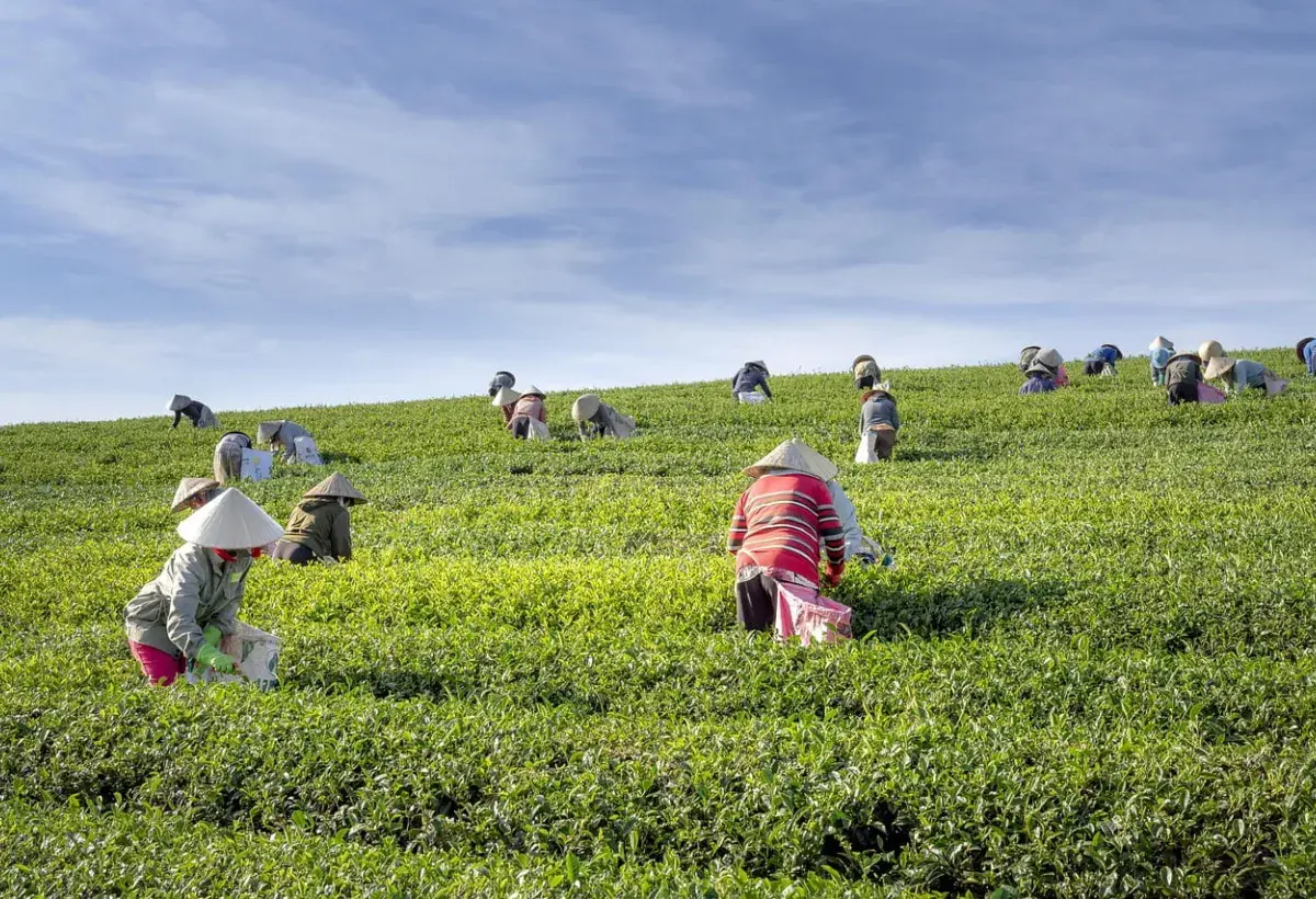 tea harvest