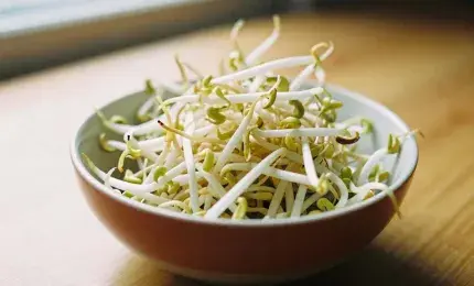 Fresh bean sprouts in a bowl showing vibrant green nutrition