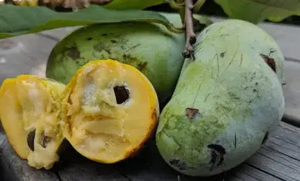 Pawpaw fruit America’s forgotten tropical treasure