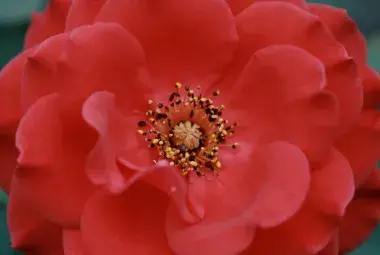 Blooming roses showcasing beauty and timeless elegance