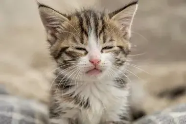 Kitten Purring