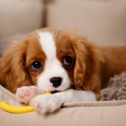 🐶 Puppy