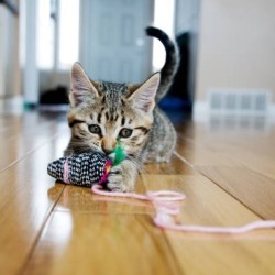 🐱 Kitten