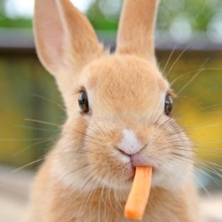 🐰 Bunny