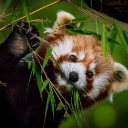 🐼 Panda