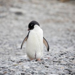 🐧 Baby Penguin
