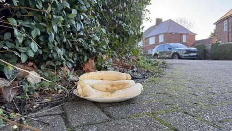 Mysterious plates of peeled bananas appear monthly 🍌