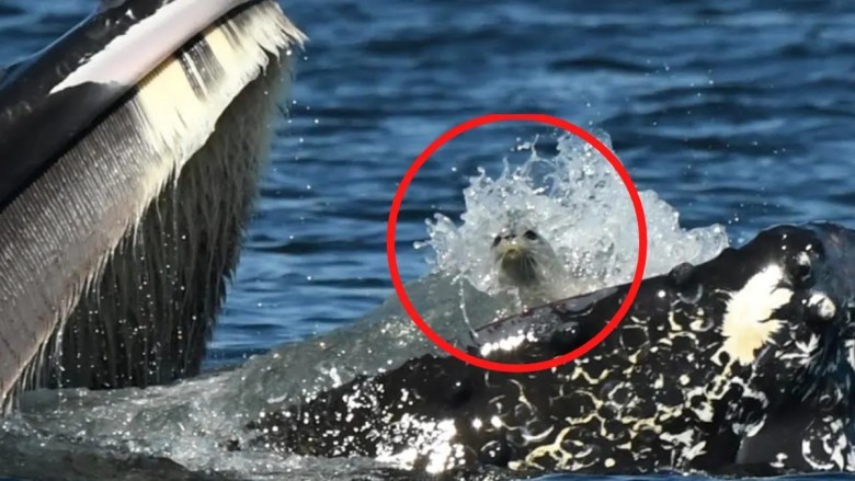 Seal trapped in a humpback whale’s mouth 🐋
