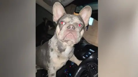 Pet dog accidentally locks owner out of van 🐶