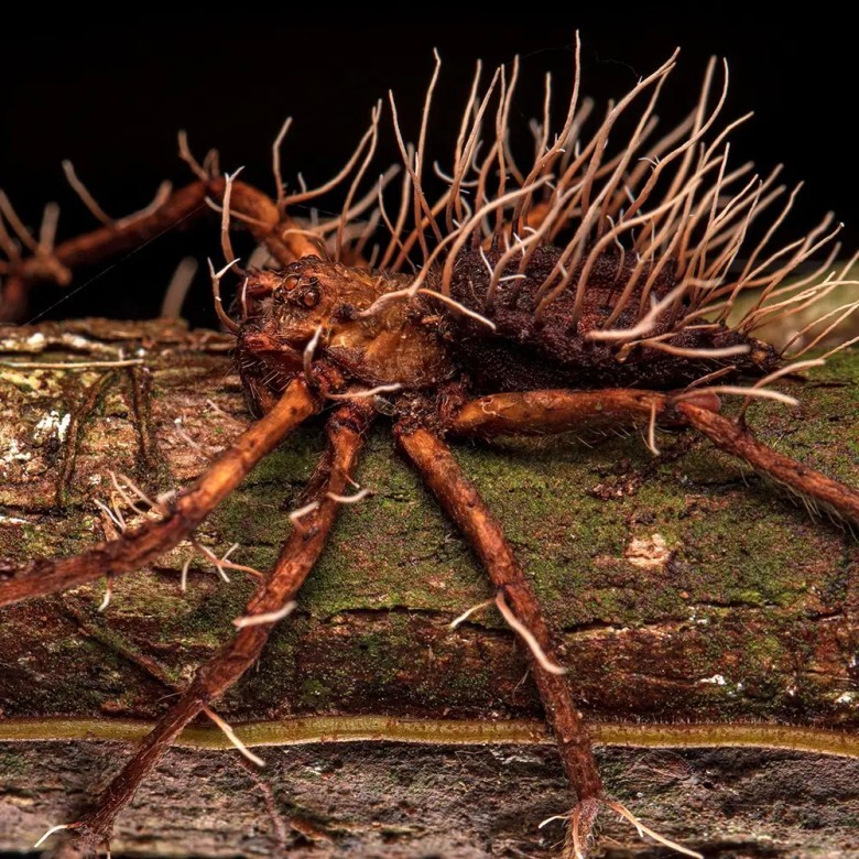 Zombie‑like spiders invade Irish castle ruins 🕷️