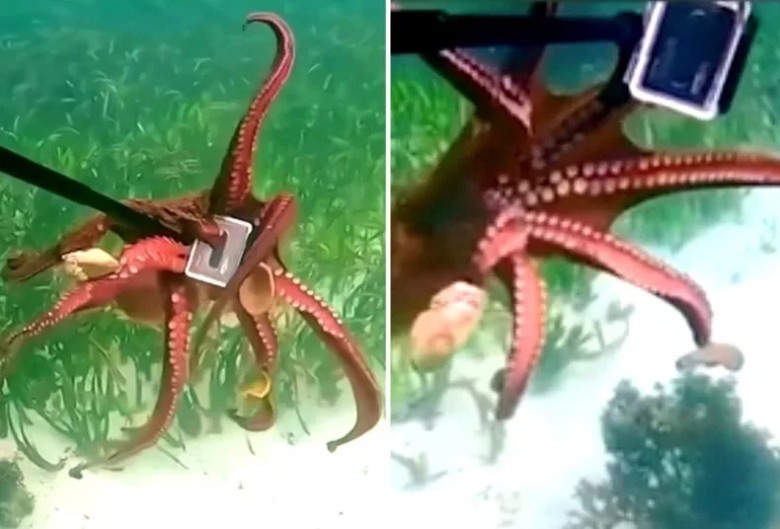 Diver fights off octopus over GoPro 🐙