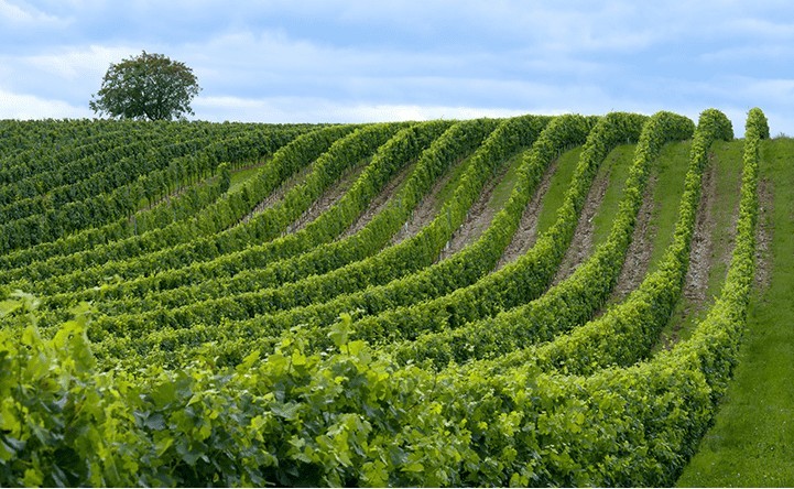He Owns a Vineyard