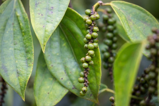 Which country is the largest producer of black pepper?