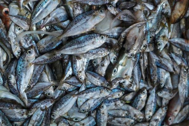 🌊 Not All “Sardines” Are Actually Sardines