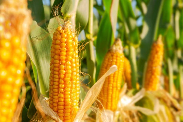 🌽 Corn