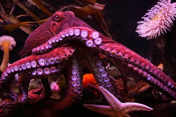 How many hearts does an octopus have?