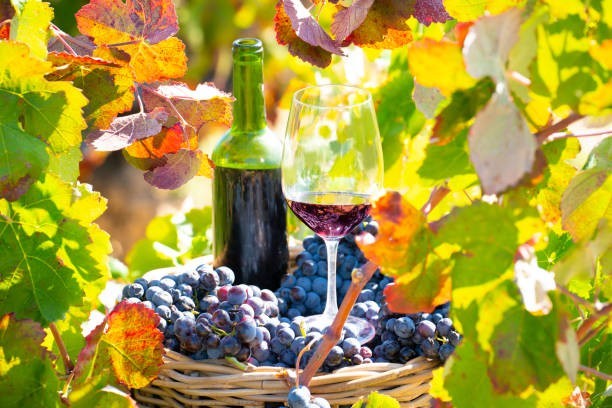 There are over 10,000 varieties of wine grapes