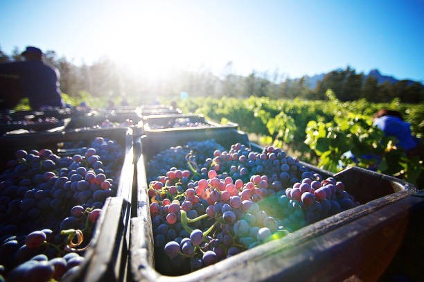What grape is used in traditional red Burgundy wine?