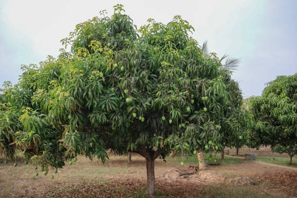 🌳 Mango Trees Live Long Lives