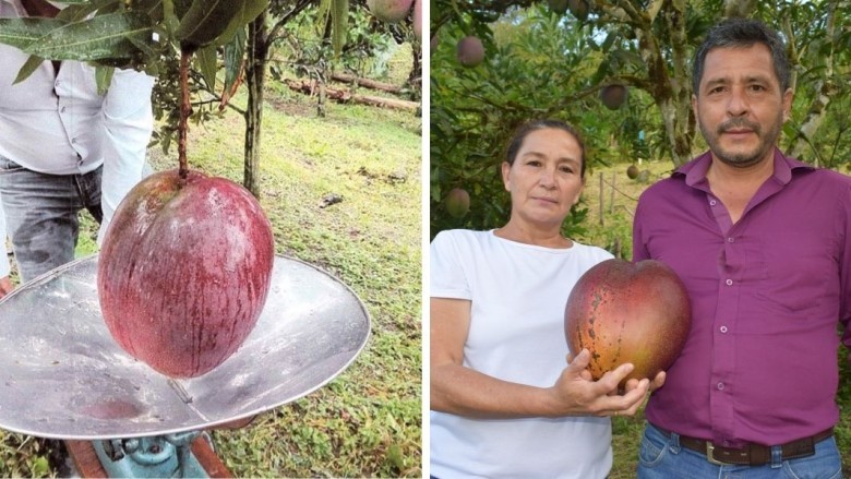 🏆 Record-Breaking Mangoes